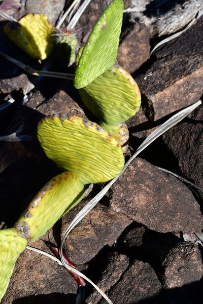 File:Tacinga inamoena.jpg